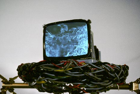 Detail: nest w/ monitor showing baby birds